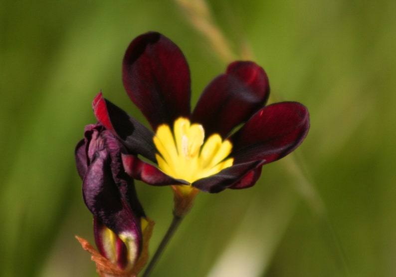 Wildflowers 2: 5 x 7 photograph, charity donation image 1