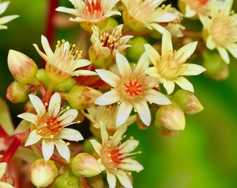 Succulent plant flowers close-up, 5 x 7 inch photograph: CHARITY DONATION