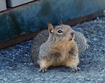 Ground squirrel, California wildlife - 5 x 7 inch photograph: CHARITY DONATION