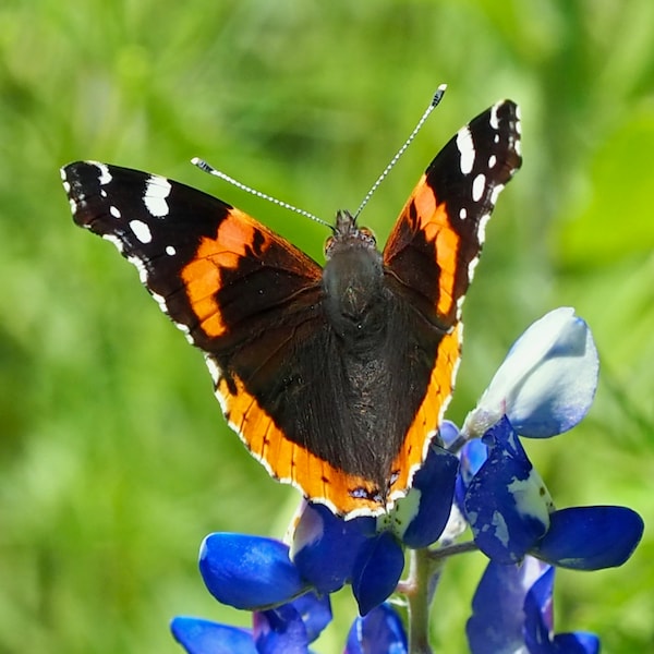 Red admiral butterfly: 5 x 7 photograph, charity donation