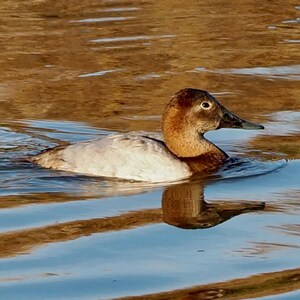 May include: A Common Pochard duck swims in calm water. The duck has a reddish-brown head, a black beak, and a light gray body. The water reflects the duck and the surrounding environment, creating a mirror image.