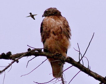 Hummingbird & hawk, 5 x 7 photograph: CHARITY DONATION