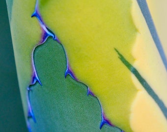 Abstract succulent plant 1: 5 x 7 photograph CHARITY DONATION