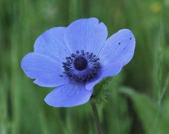 Blue poppy anemone flower, 5 x 7 photograph: CHARITY DONATION