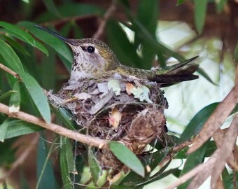 Mama hummingbird in her nest: 8 x 10 photograph, charity donation