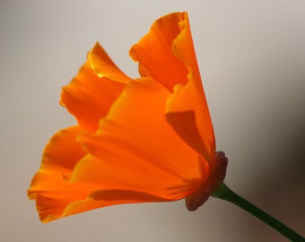 California poppy: 8 x 10 or 5 x 7 inch photograph, CHARITY DONATION