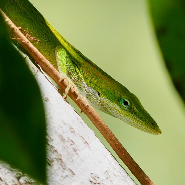 Green anole lizard: 8 x 10 photograph CHARITY DONATION