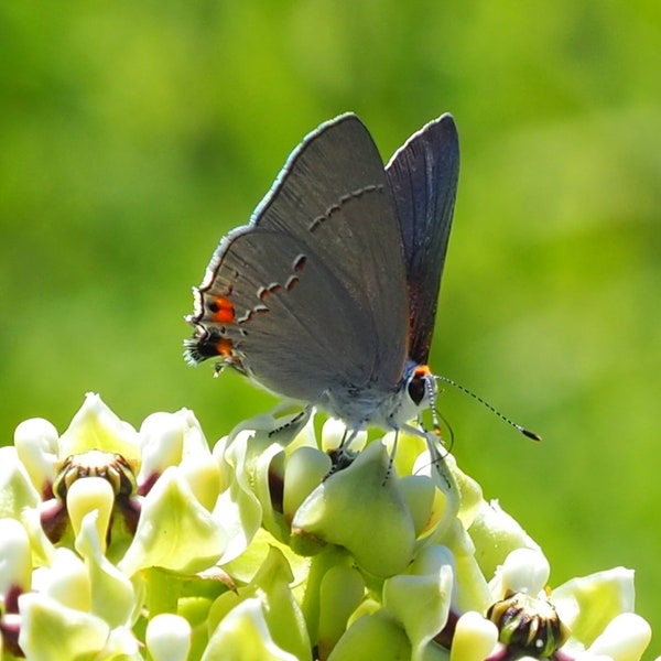 Grey hairstreak butterfly: 5 x 7 photograph, charity donation