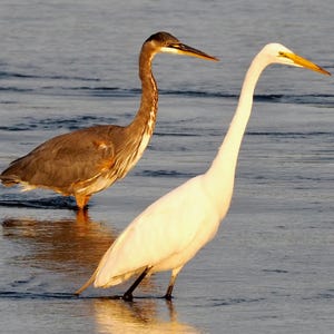 Great blue heron & great egret: 8 x 10 inch photograph, CHARITY DONATION