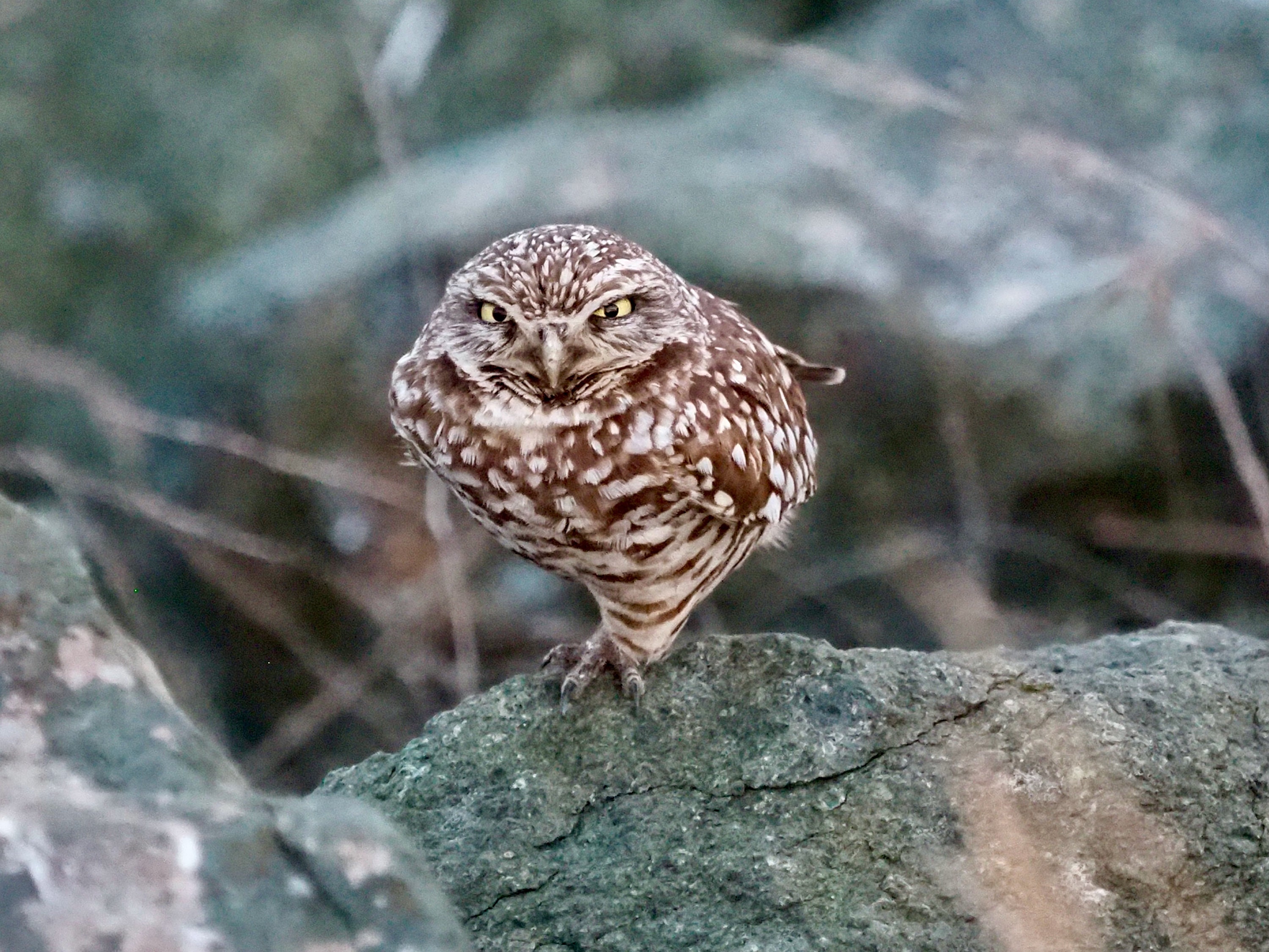 Burrowing owl 2: 8 x 10 inch photograph CHARITY DONATION