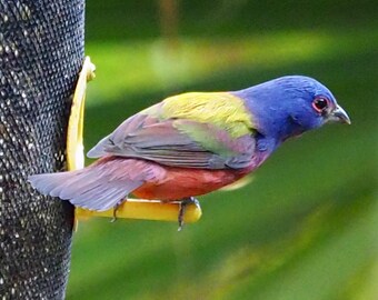 Painted bunting: 5 x 7 photograph CHARITY DONATION