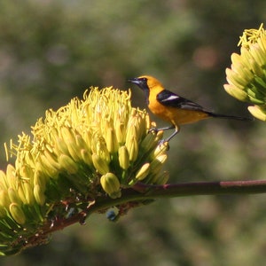 Hooded oriole 1: 5 x 7 inch photograph CHARITY DONATION