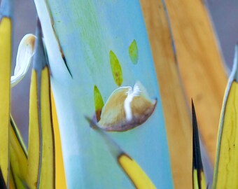 Succulent plants, abstract image: 5 x 7 inch photograph, CHARITY DONATION