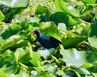 Purple gallinule: 5 x 7 photograph CHARITY DONATION