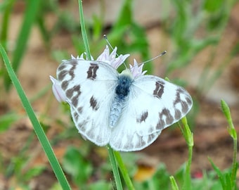 Checkered white butterfly: 5 x 7 inch photograph, CHARITY DONATION