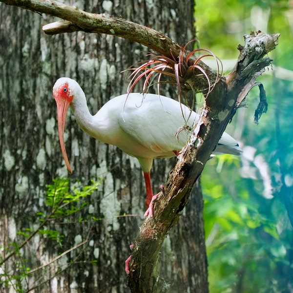 White ibis: 5 x 7 photograph CHARITY DONATION