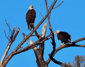 Bald eagles & woodpecker 1: 5 x 7 inch photograph CHARITY DONATION