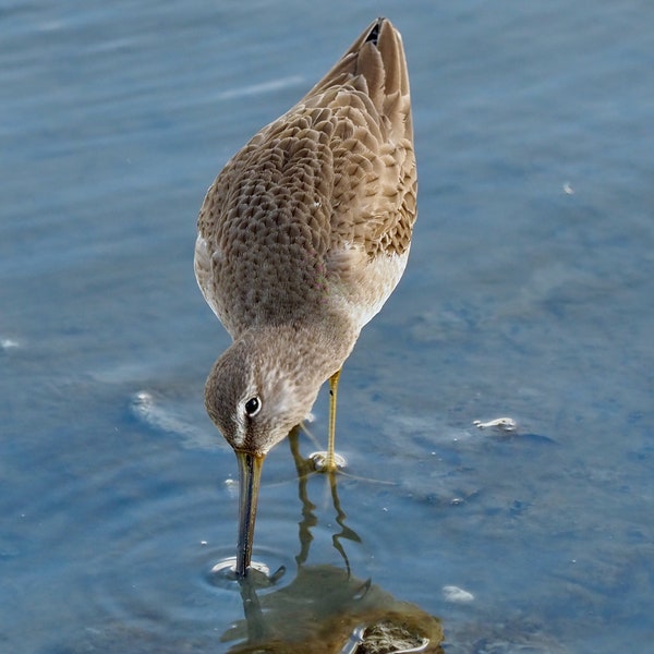 Long-billed dowitcher: 5 x 7 photograph, charity donation