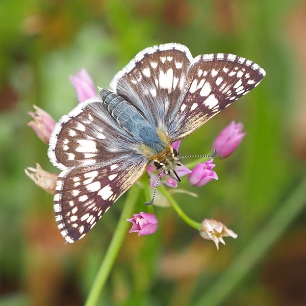 Checkered skipper butterfly: 5 x 7 photograph, charity donation