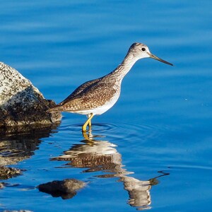 Greater yellow legs: 5 x 7 inch photograph CHARITY DONATION