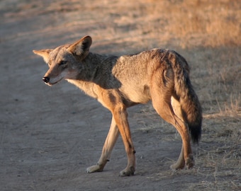 Sunset coyote, California wildlife: 5 x 7 inch photograph, CHARITY DONATION
