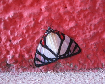 Butterfly, Isla de Mujeres, Mexico: 5 x 7 photograph, charity donation
