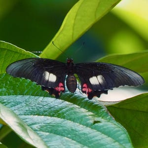 May include: A black butterfly with white and red markings rests on a green leaf.