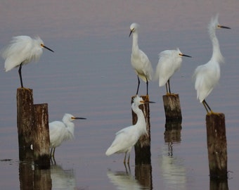 Snowy egrets at sunset in baylands: 5 x 7 photograph, charity donation