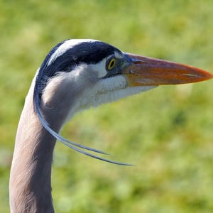 Great blue heron portrait- 5 x 7 inch photograph: CHARITY DONATION