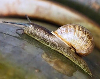 Snail, VERTICAL 5 x 7 inch photograph: CHARITY DONATION