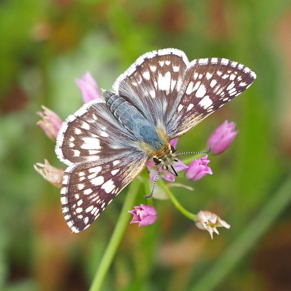 Checkered skipper butterfly: 8 x 10 photograph, charity donation