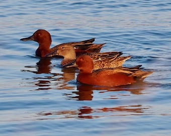 Cinnamon teal, duck trio: 5 x 7 inch photograph, CHARITY DONATION