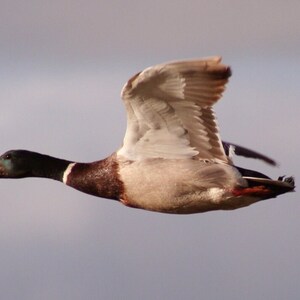 Flying mallard, male duck: 5 x 7 inch photograph CHARITY DONATION