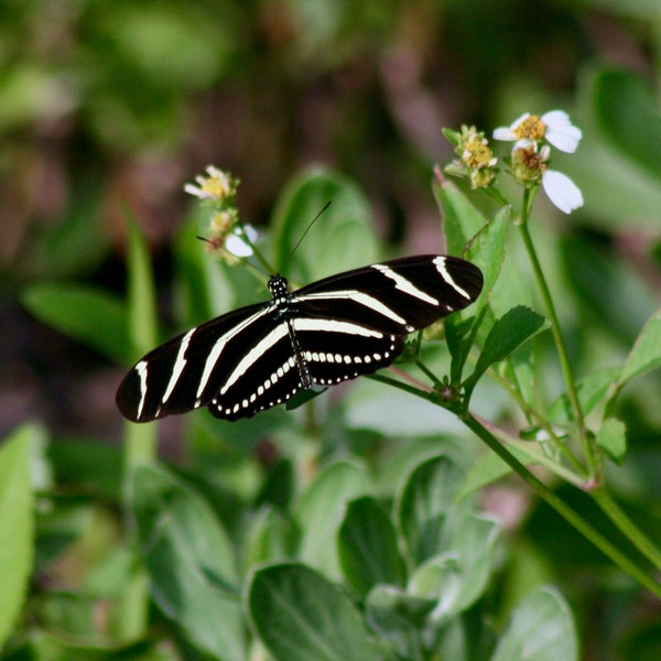 Zebra longwing butterfly: 5 x 7 photograph, charity donation