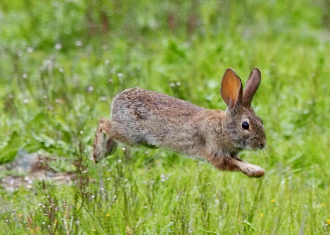 Leaping Bunny Rabbit - 5 X 7 Inch Photograph: CHARITY DONATION - Etsy