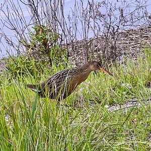 Puede incluir: Un ave marrón con un pico largo y anaranjado se observa en un entorno natural. El ave está parcialmente oculta por hierba verde alta y pequeñas flores moradas. En el fondo, hay una masa de agua y algunas ramas desnudas.