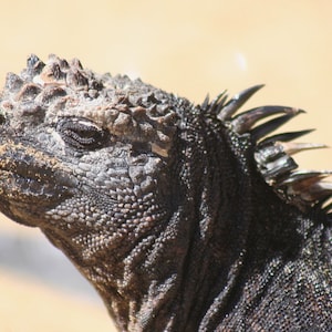 Galapagos marine iguana - 5 x 7 inch photograph: CHARITY DONATION
