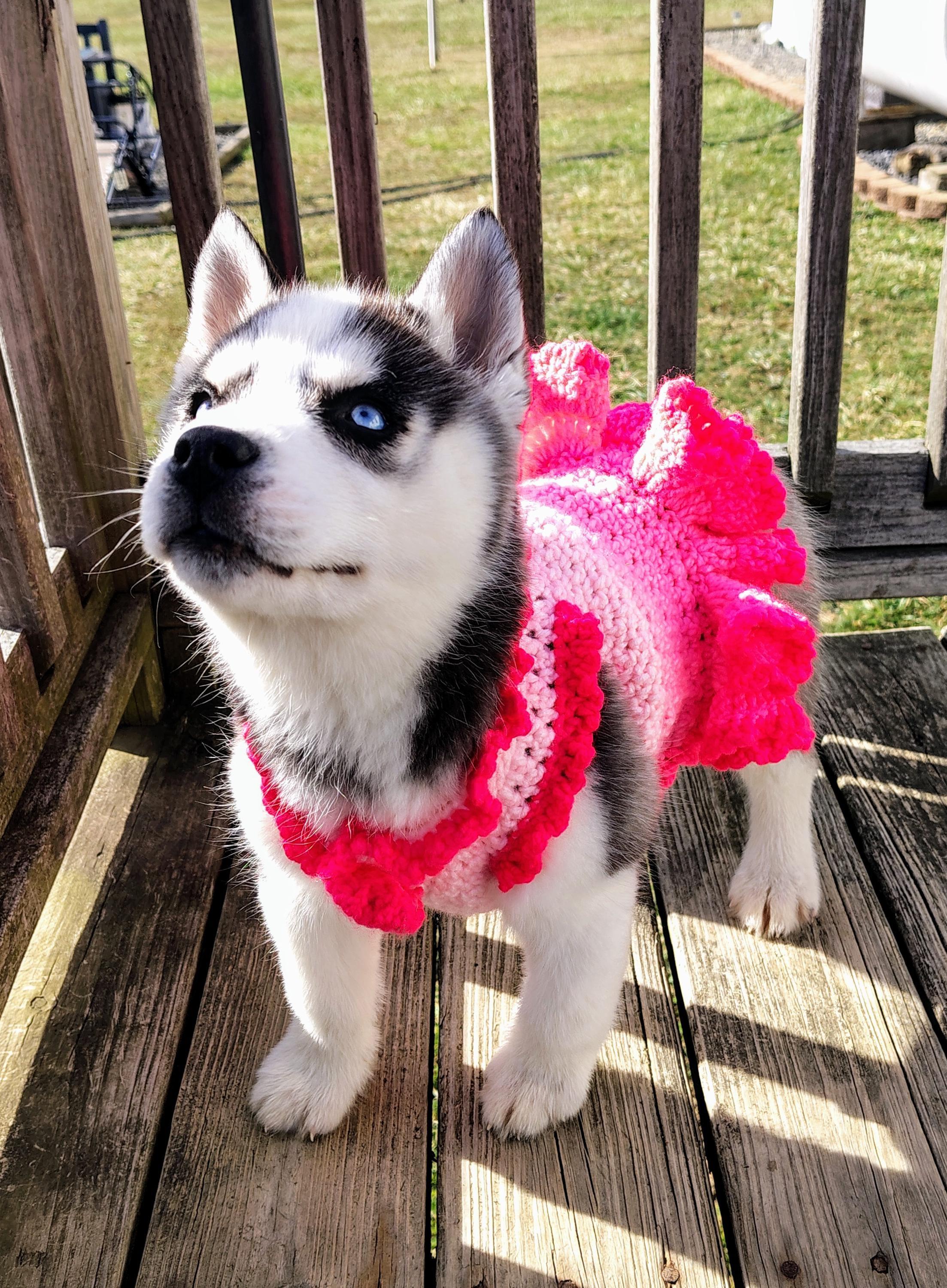 Custom Handmade Pet Outfit to Your Pets Measurements, Witchy Familiar Fashion - Thumbnail 2