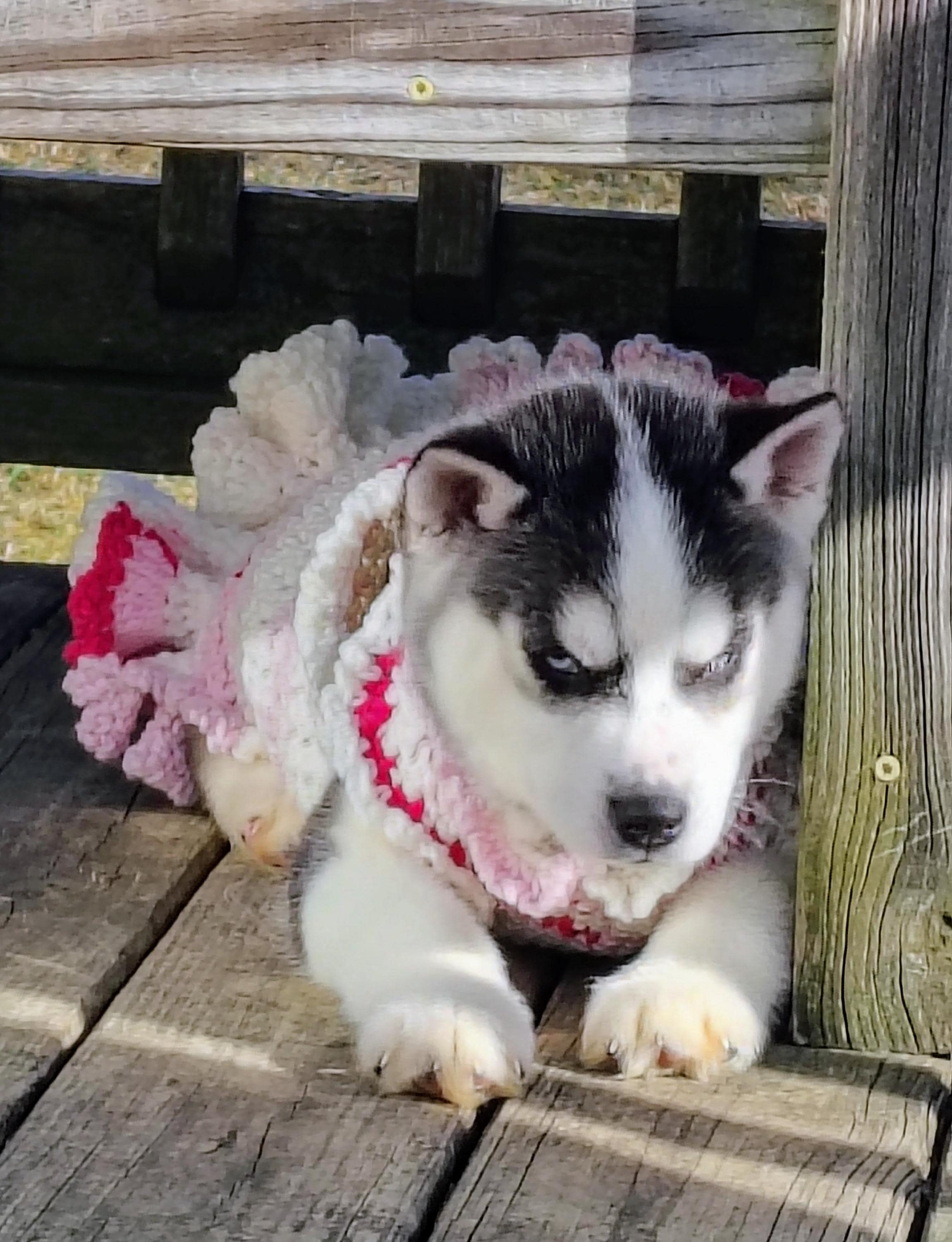 Custom Handmade Pet Outfit to Your Pets Measurements, Witchy Familiar Fashion - Thumbnail 4