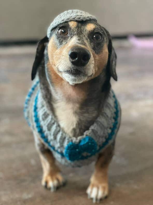 Custom Handmade Pet Outfit to Your Pets Measurements, Witchy Familiar Fashion - Thumbnail 3