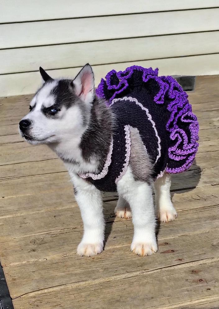 Custom Handmade Pet Outfit to Your Pets Measurements, Witchy Familiar Fashion - Image 1