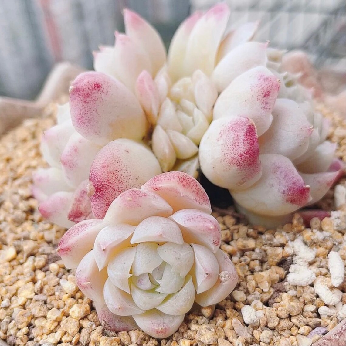 Rare Succulent Seeds Echeveria Elegans Hyalina X Alba Etsy