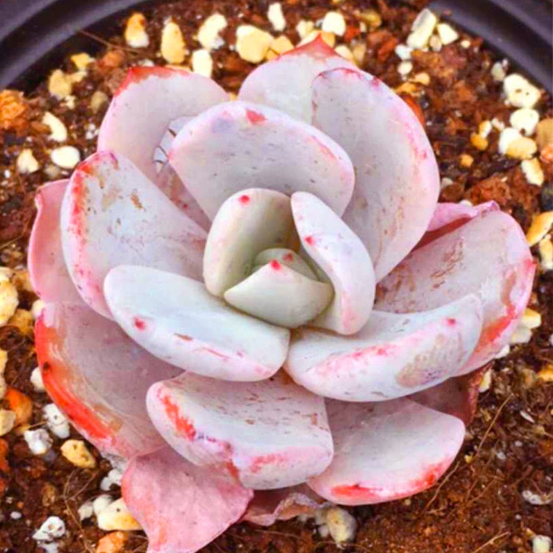 Rare Succulent Seeds Echeveria laui x strictiflora v nova Etsy