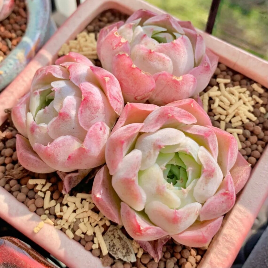 Rare Succulent Seeds Echeveria Elegans Hyalina X Alba Etsy