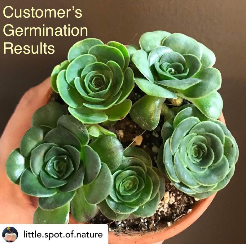 Rare Succulent Seeds Echeveria strictiflora v nova Etsy