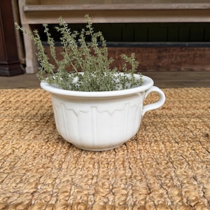 May include: A white ceramic chamber pot featuring a rounded body with a single side handle and a decorative scalloped rim detail. The vessel is filled with a cluster of dried green sprigs that extend upwards from the open top of the container.