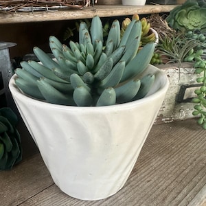 May include: A pale green succulent plant in a white ceramic pot with a swirled design. The plant has thick, elongated leaves. The pot sits on a wooden surface, suggesting a natural, rustic aesthetic.