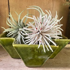 May include: A glossy olive green ceramic bowl with a square, wavy-edged design containing two spiky air plants. One plant is pale green with long, thin leaves, while the other is a lighter, frosted white color with subtle red tips at the center.
