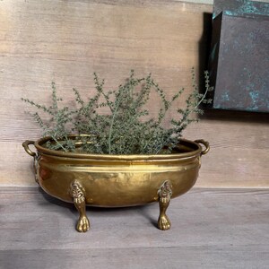 May include: An oval brass planter with two side handles and four ornate feet shaped like animal paws. The metallic container has a polished finish and holds a green, thin-stemmed plant with small, needle-like leaves extending outwards.