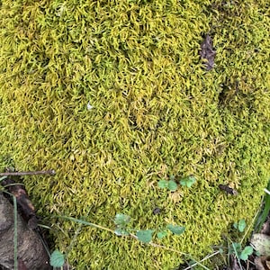 May include: Close-up of vibrant green moss, with a mix of light and dark shades, covering a surface. The moss has a dense, textured appearance, with small leaves and stems visible. Hints of other plants and leaves are in the foreground.